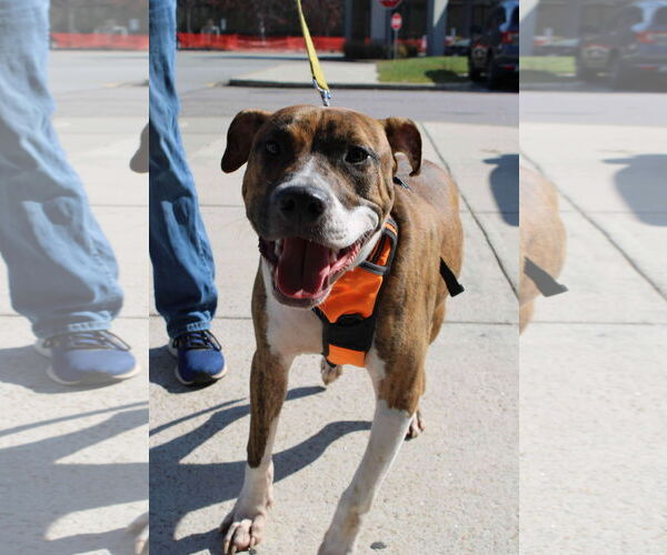 Medium Photo #17 Retriever -Unknown Mix Puppy For Sale in Holly Springs, NC, USA