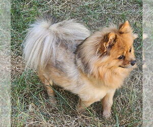 Pomeranian Dogs for adoption in Olalla, WA, USA