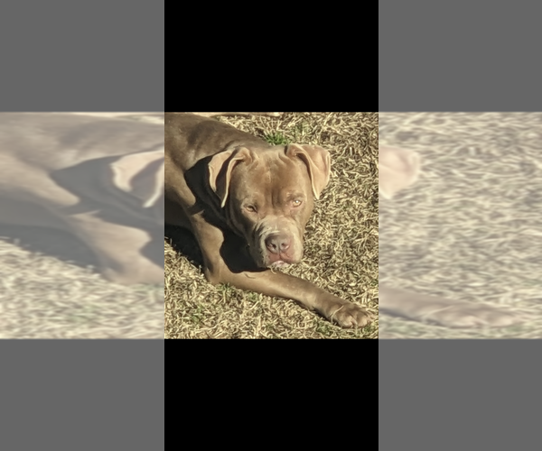 Medium Photo #1 American Bully Puppy For Sale in GROVETOWN, GA, USA