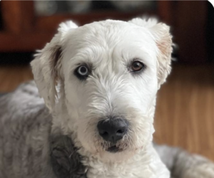 Old English Sheepdog Dogs for adoption in San Ramon, CA, USA