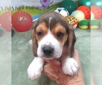 Small #2 Beagle