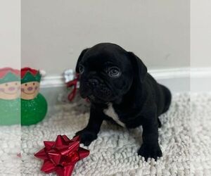 French Bulldog Puppy for sale in JOHNS ISLAND, SC, USA