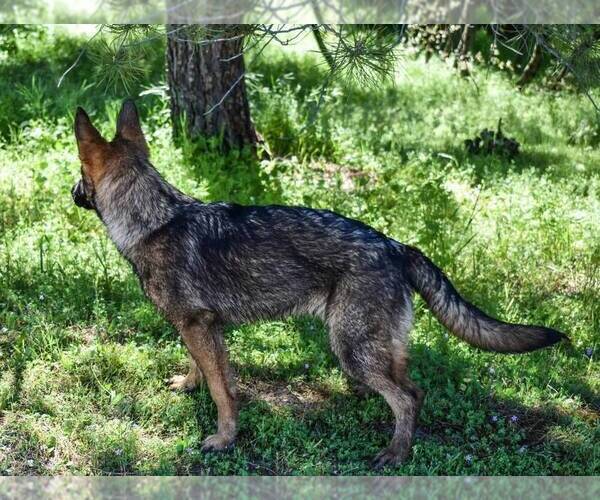 Medium Photo #6 German Shepherd Dog Puppy For Sale in OAKHURST, CA, USA