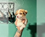 Puppy Topaz Chihuahua