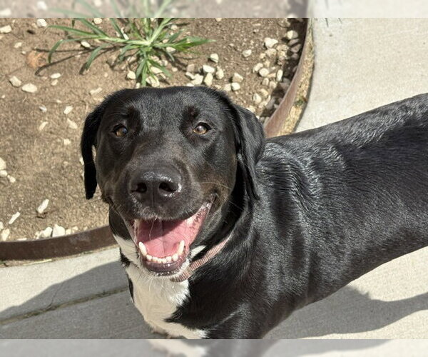 Medium Photo #1 Labrador Retriever-Unknown Mix Puppy For Sale in Tulsa, OK, USA