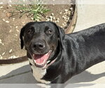 Small Labrador Retriever Mix