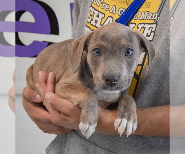 Medium Photo #3 American Staffordshire Terrier-Boxer Mix Puppy For Sale in Huntley, IL, USA