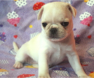 Pug Puppy for sale in SALINA, KS, USA