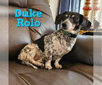 Small #20 Dachshund