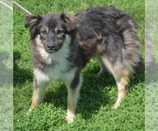 Medium Photo #2 Pomeranian-Unknown Mix Puppy For Sale in Huntley, IL, USA