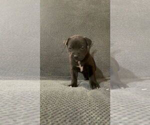 Labrador Retriever-Unknown Mix Dogs for adoption in Princeton, MN, USA