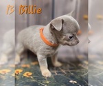 Small #10 Chihuahua