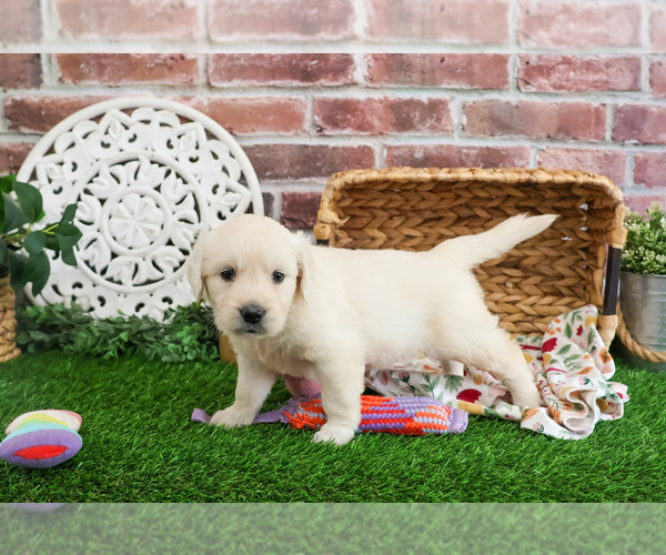 Medium Photo #4 Golden Retriever Puppy For Sale in SYRACUSE, IN, USA