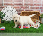 Small #3 Golden Retriever