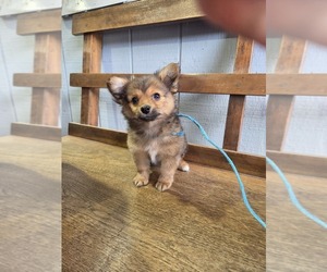 Chiranian Puppy for sale in SPOTSYLVANIA, VA, USA