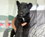 Small #1 German Shepherd Dog