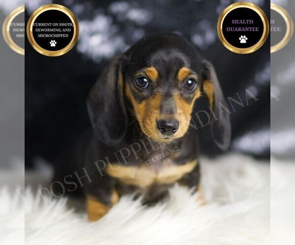 Medium Photo #86 Dachshund Puppy For Sale in WARSAW, IN, USA