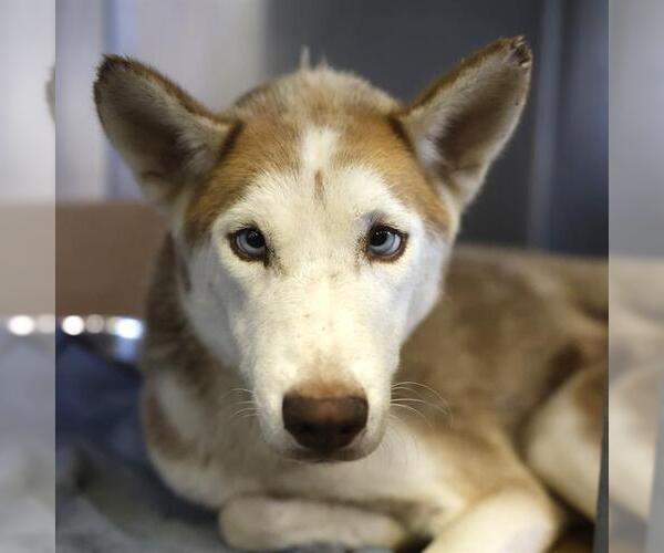 Medium Photo #1 Siberian Husky-Unknown Mix Puppy For Sale in San Antonio, TX, USA