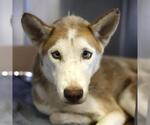 Small Siberian Husky Mix