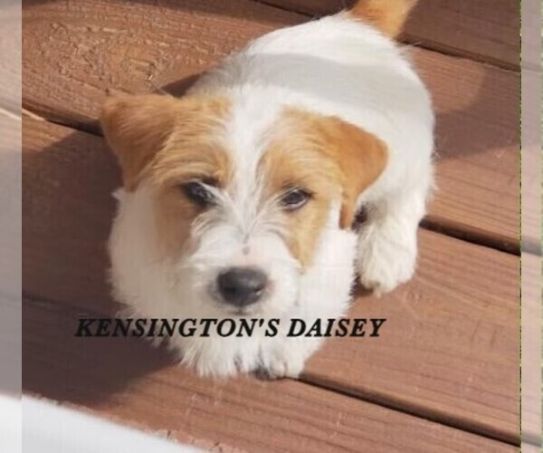Medium Photo #1 Jack Russell Terrier Puppy For Sale in FAYETTEVILLE, NC, USA