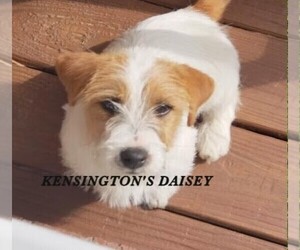 Mother of the Jack Russell Terrier puppies born on 03/08/2026