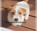 Small Photo #1 Jack Russell Terrier Puppy For Sale in FAYETTEVILLE, NC, USA