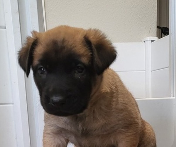 Medium Photo #4 Dutch Shepherd Dog Puppy For Sale in LEANDER, TX, USA