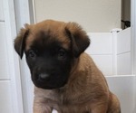 Small #3 Dutch Shepherd Dog