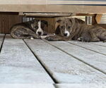 Small #1 American Pit Bull Terrier-American Staffordshire Terrier Mix