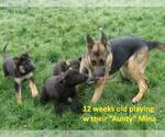Small Photo #7 German Shepherd Dog Puppy For Sale in CENTERVILLE, WA, USA
