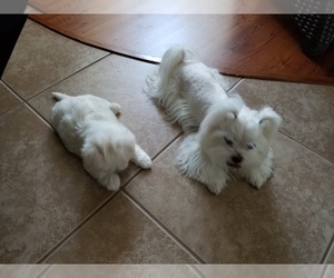 Father of the Maltese puppies born on 03/27/2019