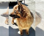 Small #7 Mutt