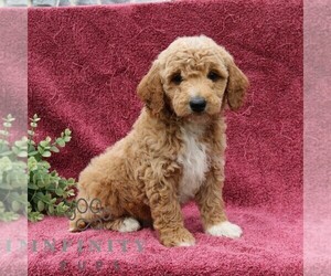 Goldendoodle (Miniature) Puppy for sale in EPHRATA, PA, USA