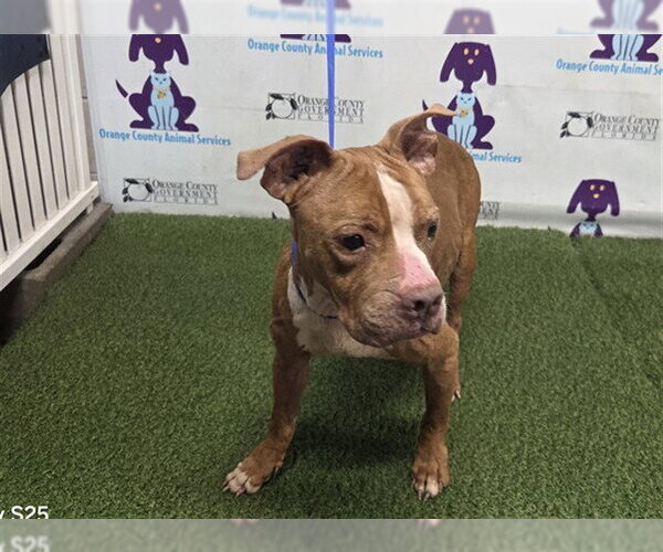Medium Photo #1 Staffordshire Bull Terrier-Unknown Mix Puppy For Sale in Orlando, FL, USA