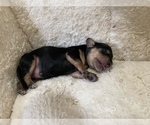 Small Photo #5 Dachshund Puppy For Sale in MECHANICSVILLE, VA, USA