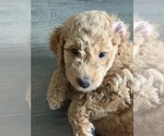 Small #5 Goldendoodle mix (+ Poodle Standard)