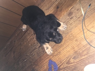 Bluetick Coonhound-Labrador Retriever Mix Puppy for sale in HARMONY, NC, USA