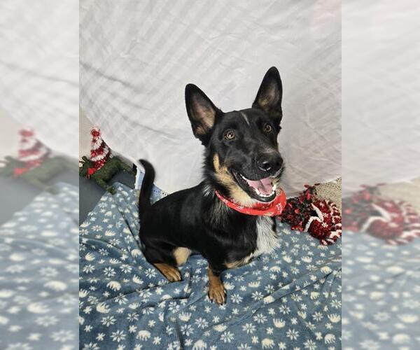 Medium Photo #1 Mutt Puppy For Sale in London, Ontario, Canada