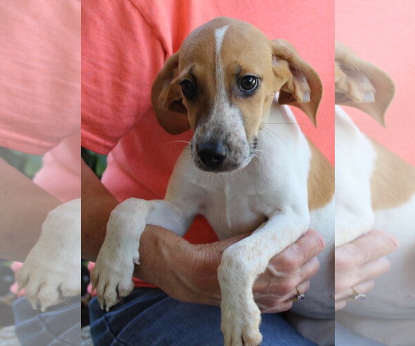 Medium Photo #1 Treeing Walker Coonhound-Unknown Mix Puppy For Sale in Prattville, AL, USA