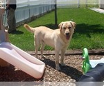 Small Photo #1 Labrador Retriever Puppy For Sale in WEST CONCORD, MN, USA