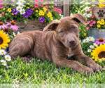 Small Photo #3 Labrador Retriever Puppy For Sale in Yardley, PA, USA