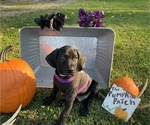 Small Photo #3 German Shorthaired Weimaraner Puppy For Sale in SHADYSIDE, OH, USA