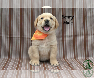 Medium Golden Labrador