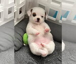 Small #4 Mutt