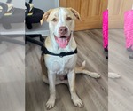 Small #7 American Pit Bull Terrier Mix