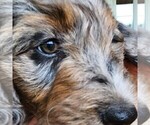 Small #9 F2 Aussiedoodle