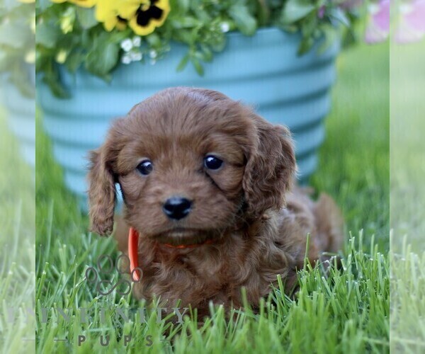 Medium Photo #1 Cavapoo (Miniature) Puppy For Sale in QUARRYVILLE, PA, USA