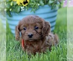Small Cavapoo (Miniature)