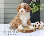 Small #3 Bernedoodle (Miniature)