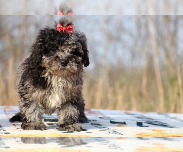 Medium Photo #5 ShihPoo Puppy For Sale in DYERSBURG, TN, USA